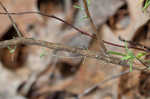 Apalachicola false rosemary